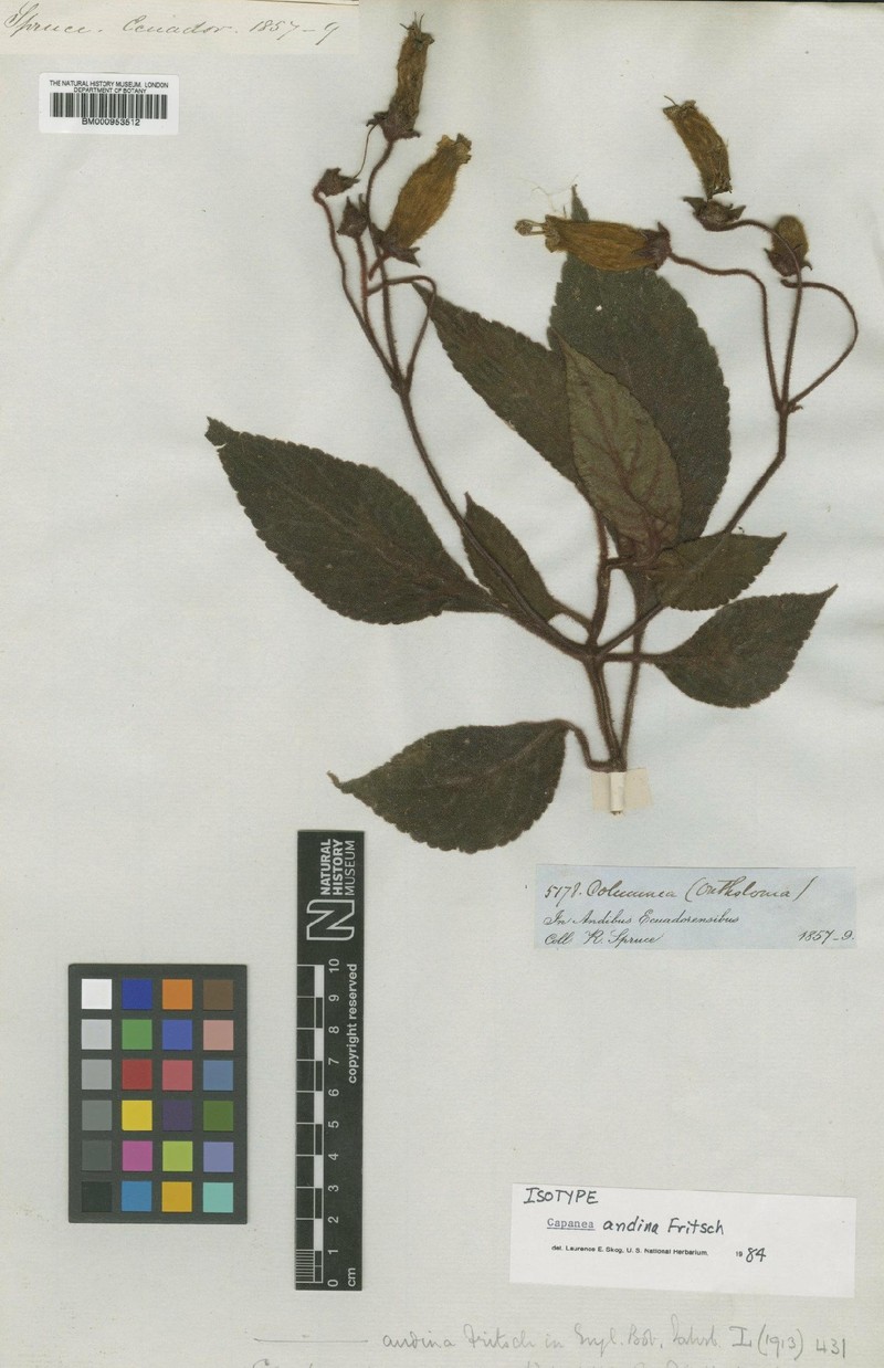 Kohleria andina