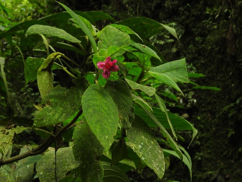 Kohleria huilensis photo 2