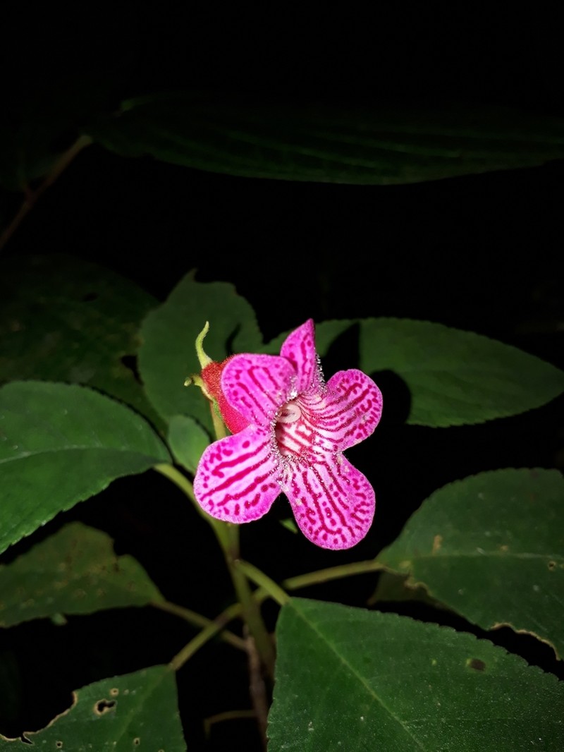 Kohleria huilensis photo 3