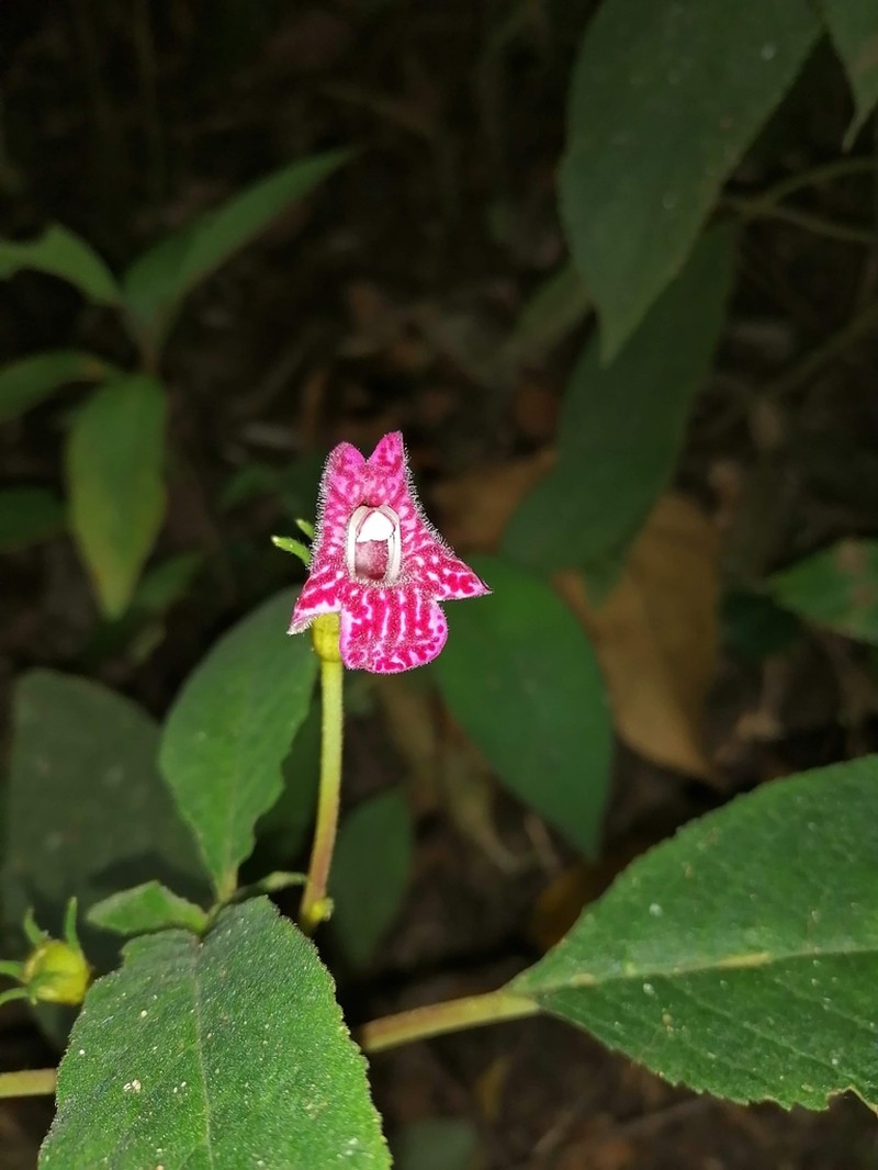 Kohleria huilensis photo 5