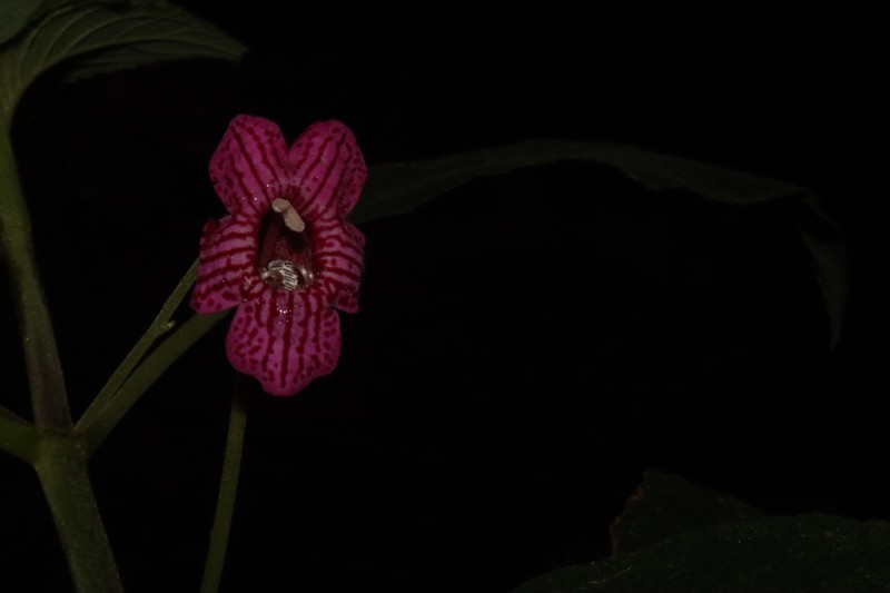 Kohleria huilensis photo 6