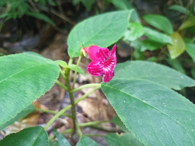Kohleria huilensis photo 7