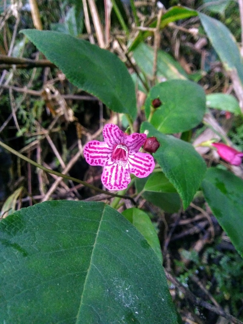 Kohleria huilensis photo 8