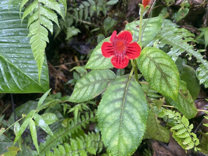 Kohleria inaequalis var. inaequalis