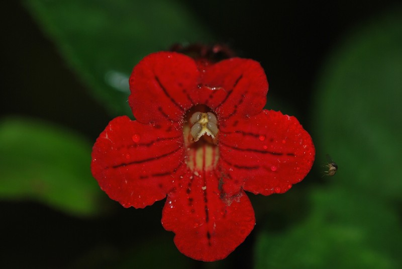 Kohleria inaequalis var. inaequalis photo 2