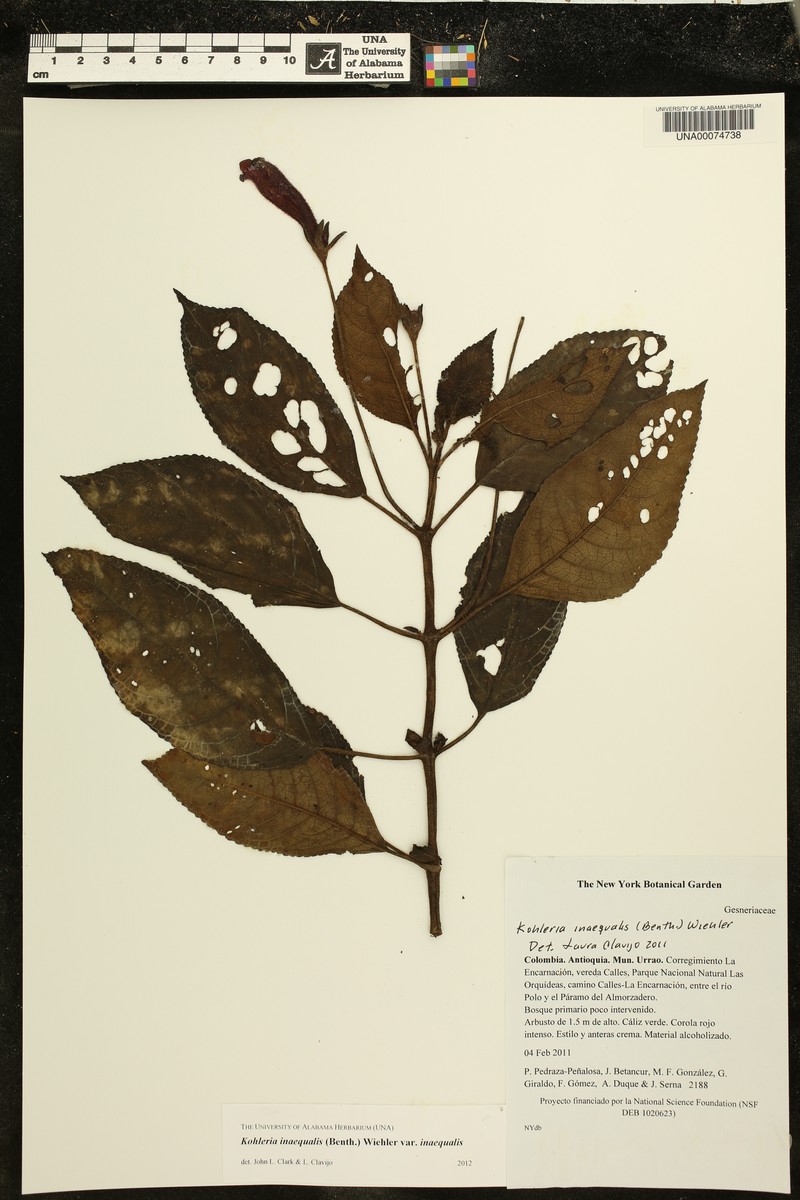 Kohleria inaequalis var. inaequalis photo 3