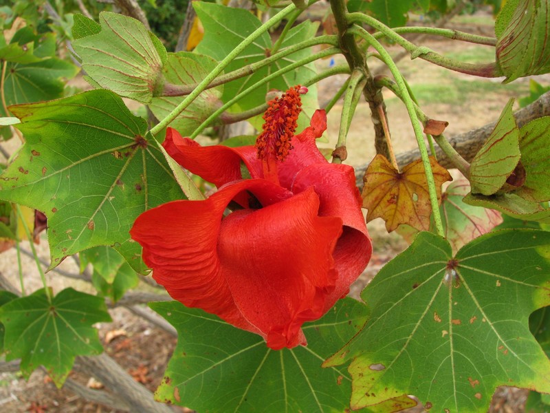 Molokai Treecotton