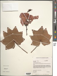 Molokai Treecotton