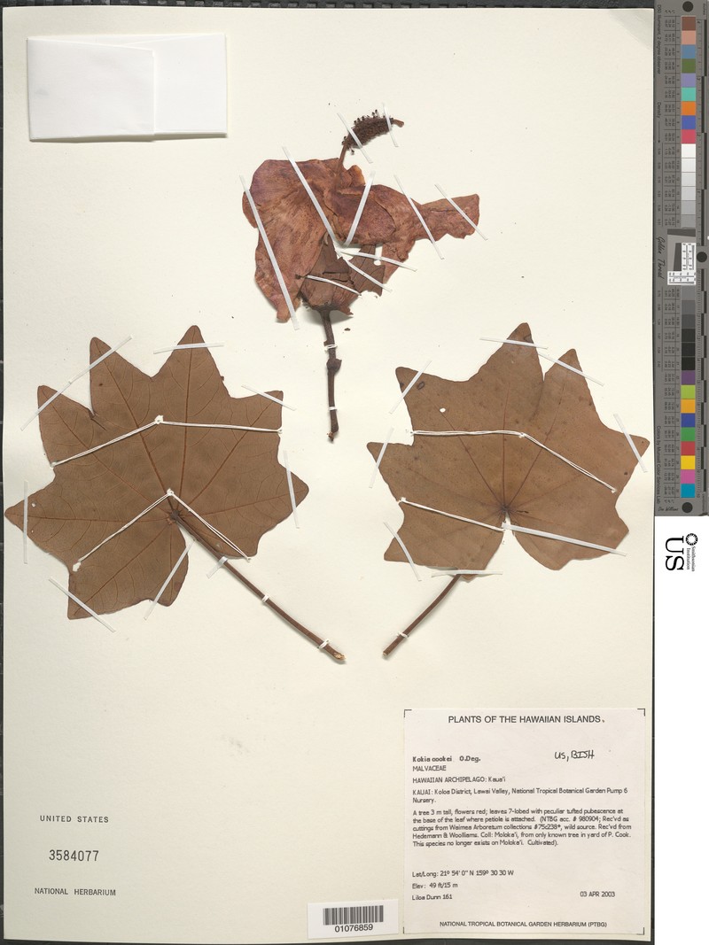 Molokai Treecotton