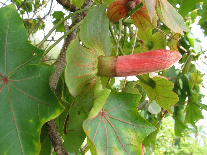 Hawai'I Treecotton photo 4