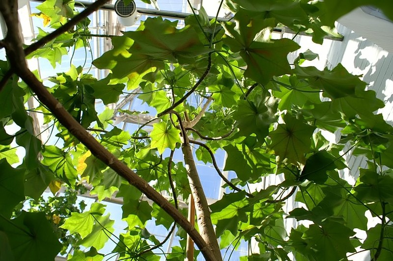 Hawai'I Treecotton photo 2