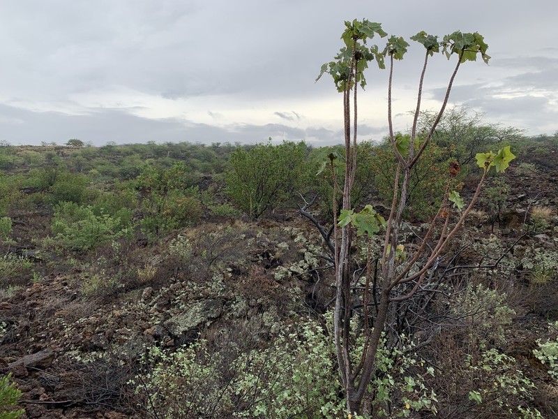 Hawai'I Treecotton