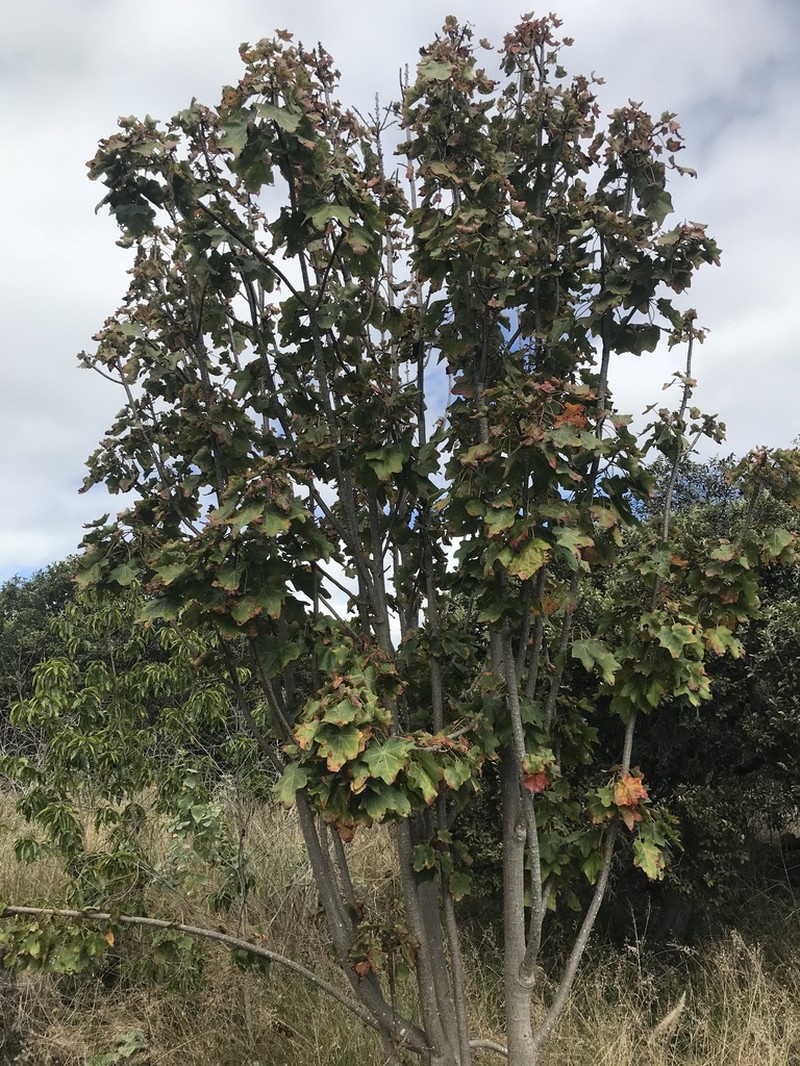 Hawai'I Treecotton photo 2