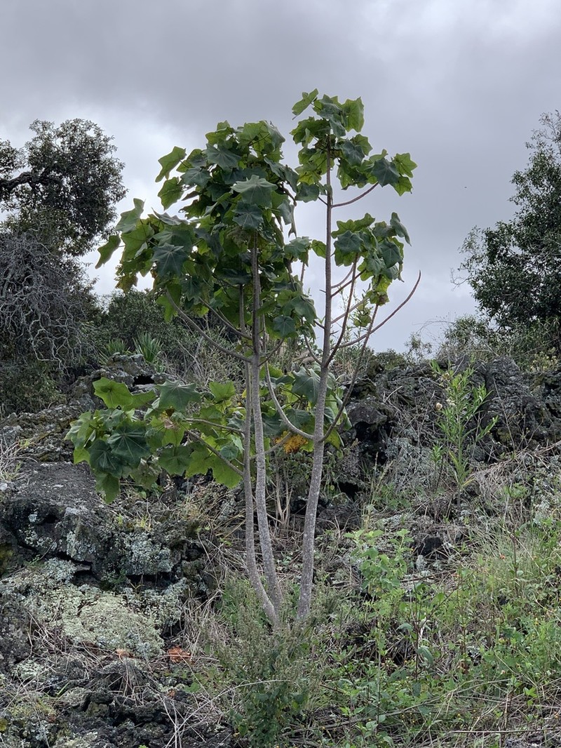 Hawai'I Treecotton photo 3