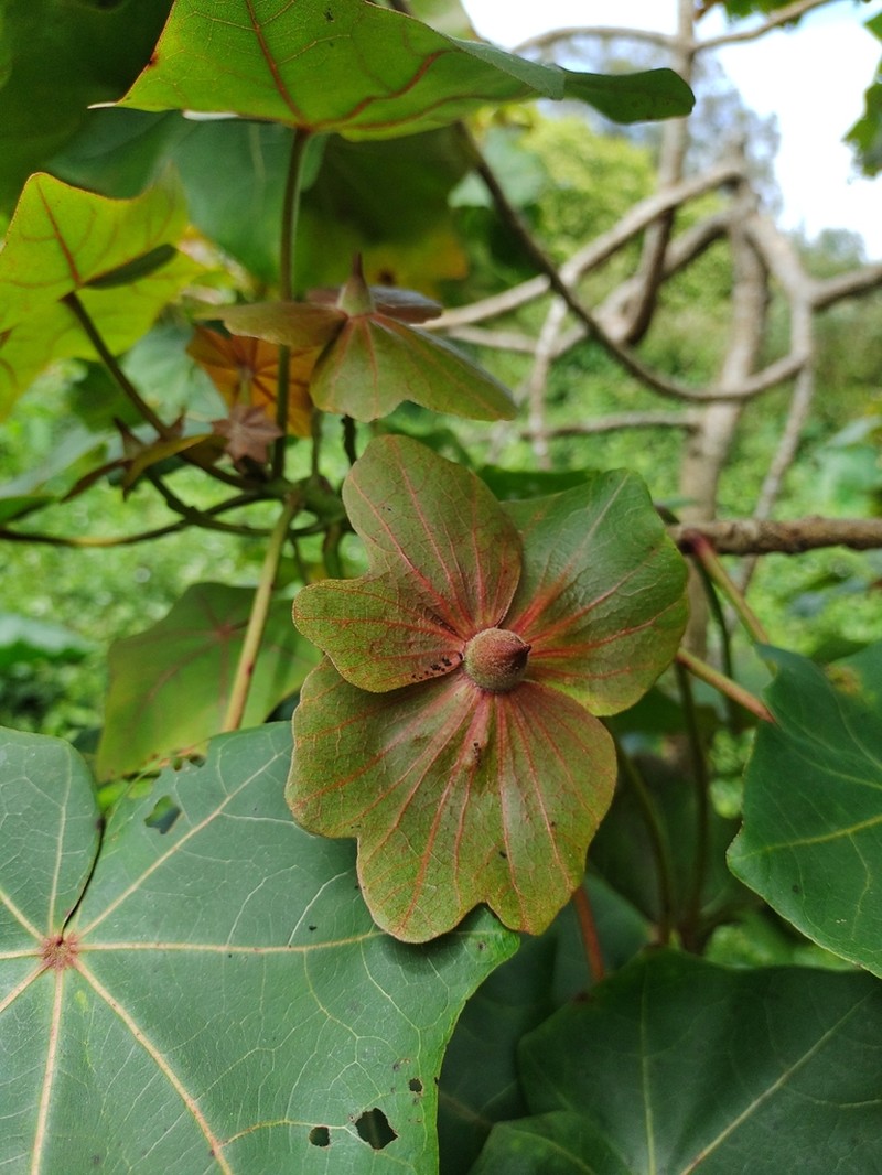 Hawai'I Treecotton photo 4