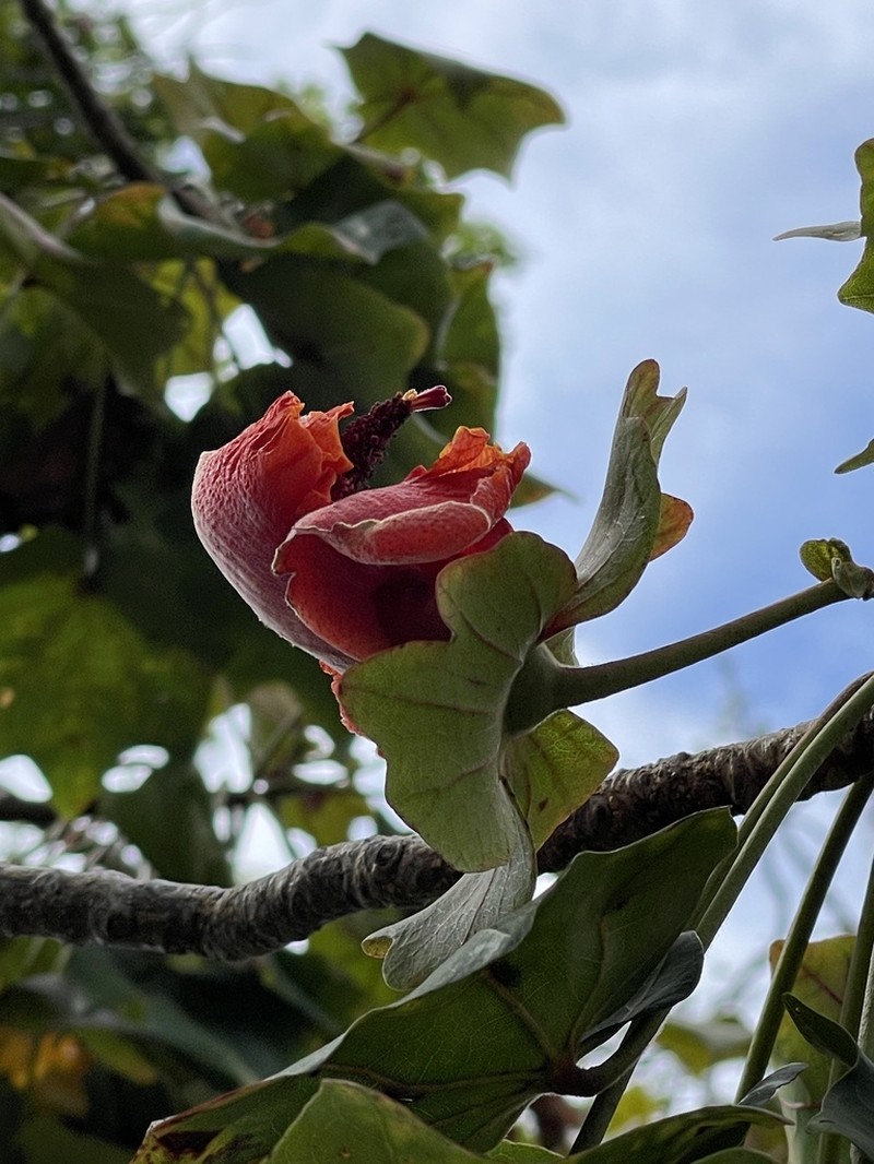 Hawai'I Treecotton photo 5