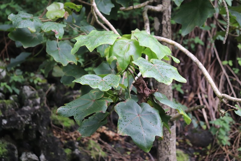 Hawai'I Treecotton photo 6