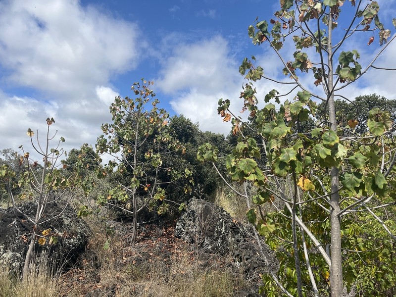 Hawai'I Treecotton photo 8