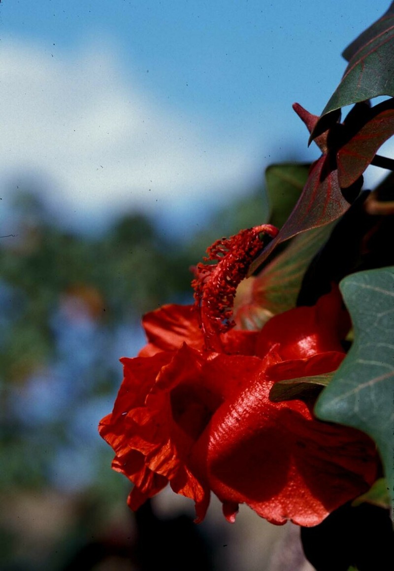 Kauai Treecotton
