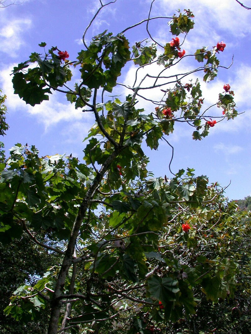 Kauai Treecotton photo 4