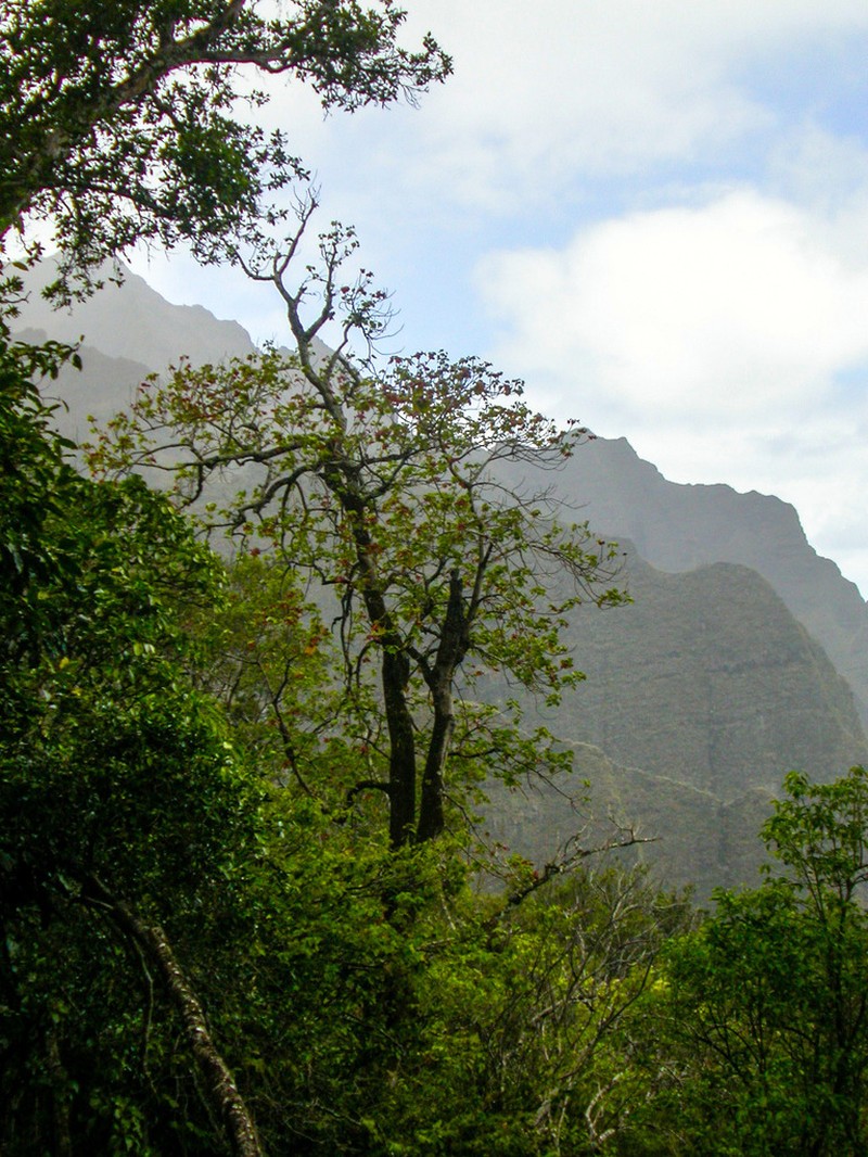 Kauai Treecotton photo 6