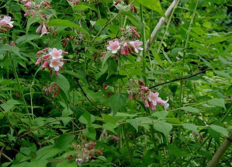 Beautybush photo 4