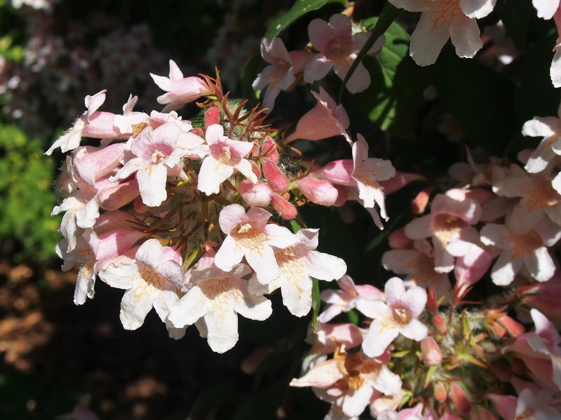 Beautybush photo 2