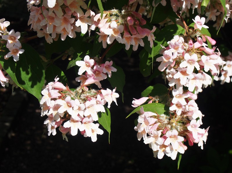 Beautybush photo 3