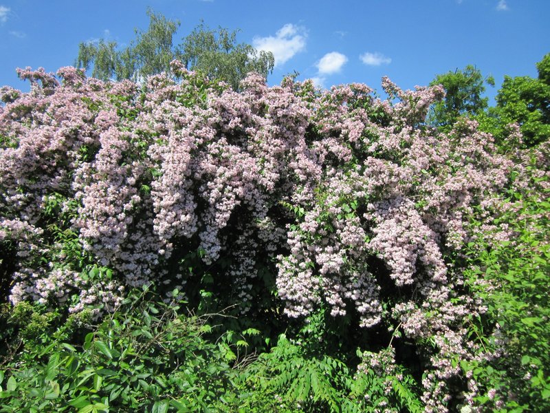 Beautybush photo 5
