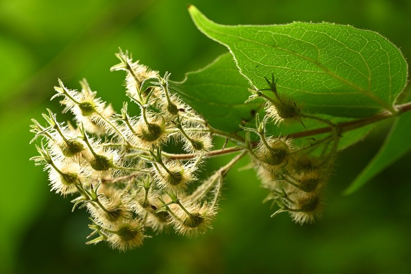 Beautybush photo 6