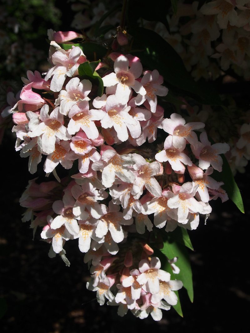 Beautybush photo 7