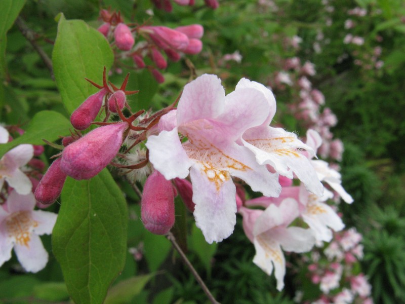Beautybush photo 8
