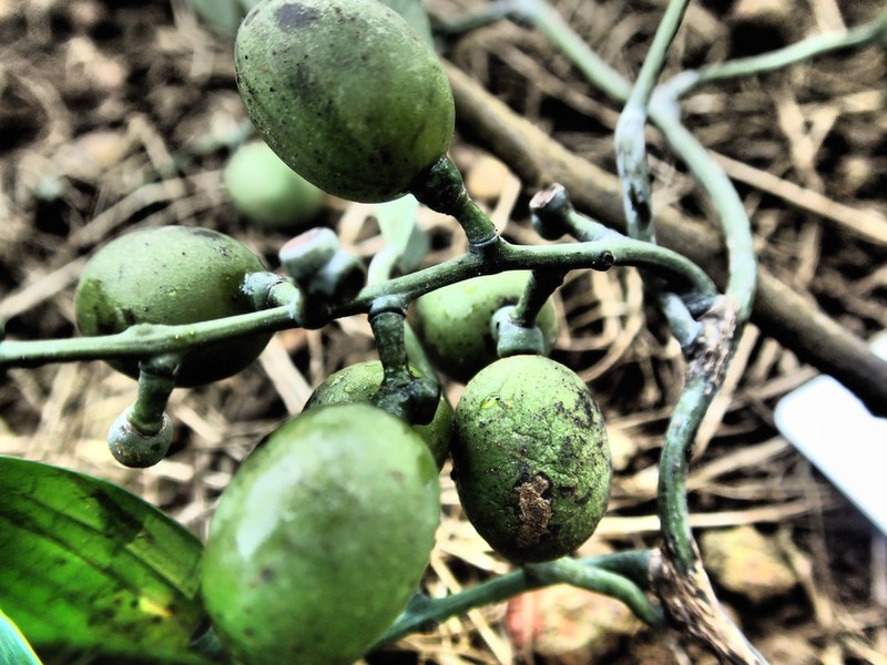 Kolobopetalum synsepalum