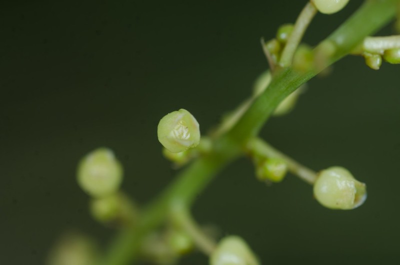 Kolobopetalum synsepalum photo 2