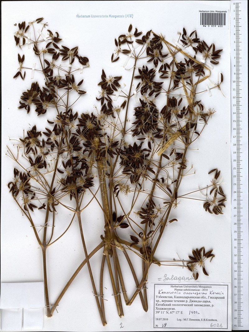 Komaroviopsis anisosperma