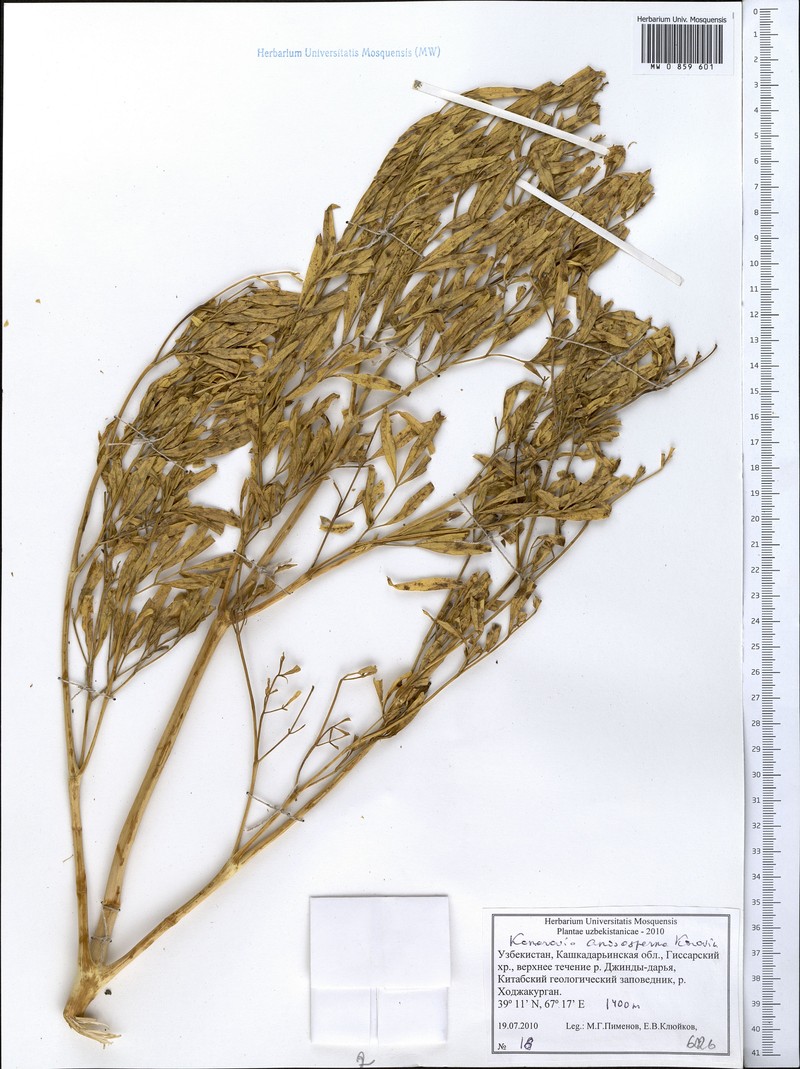 Komaroviopsis anisosperma photo 2