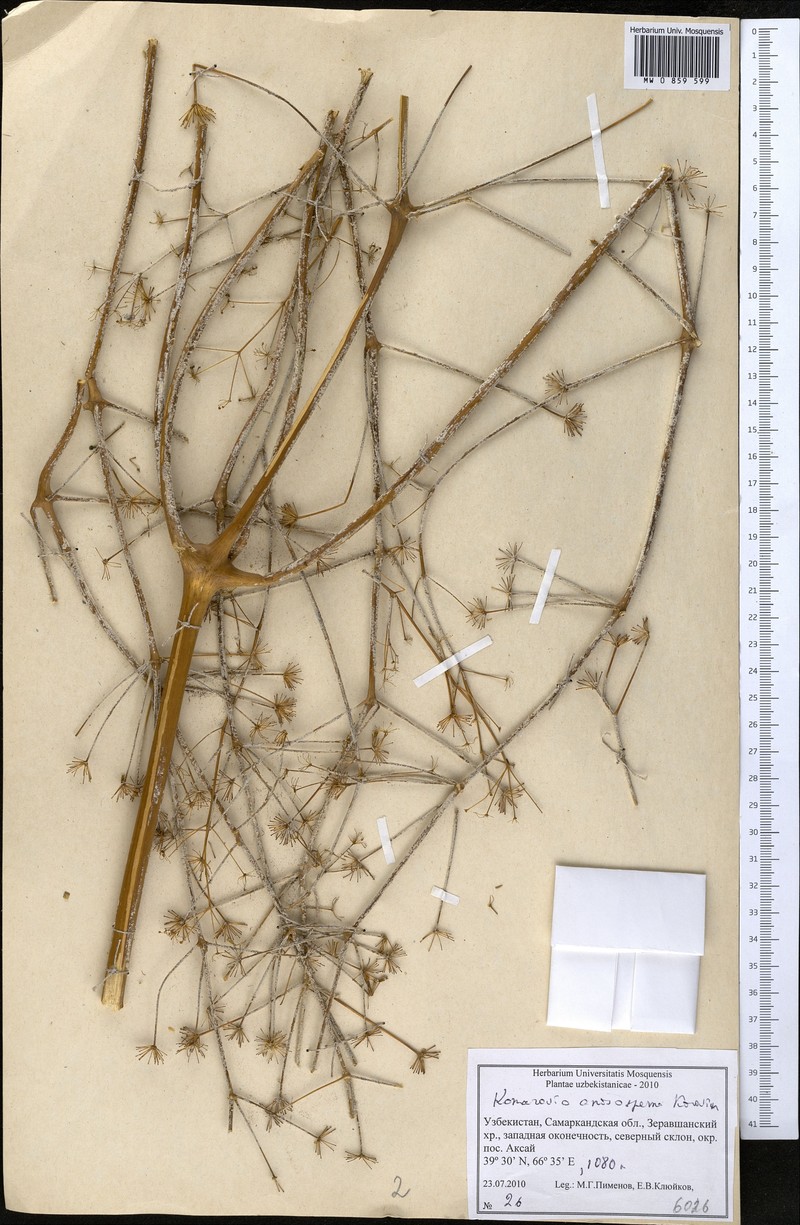 Komaroviopsis anisosperma photo 3