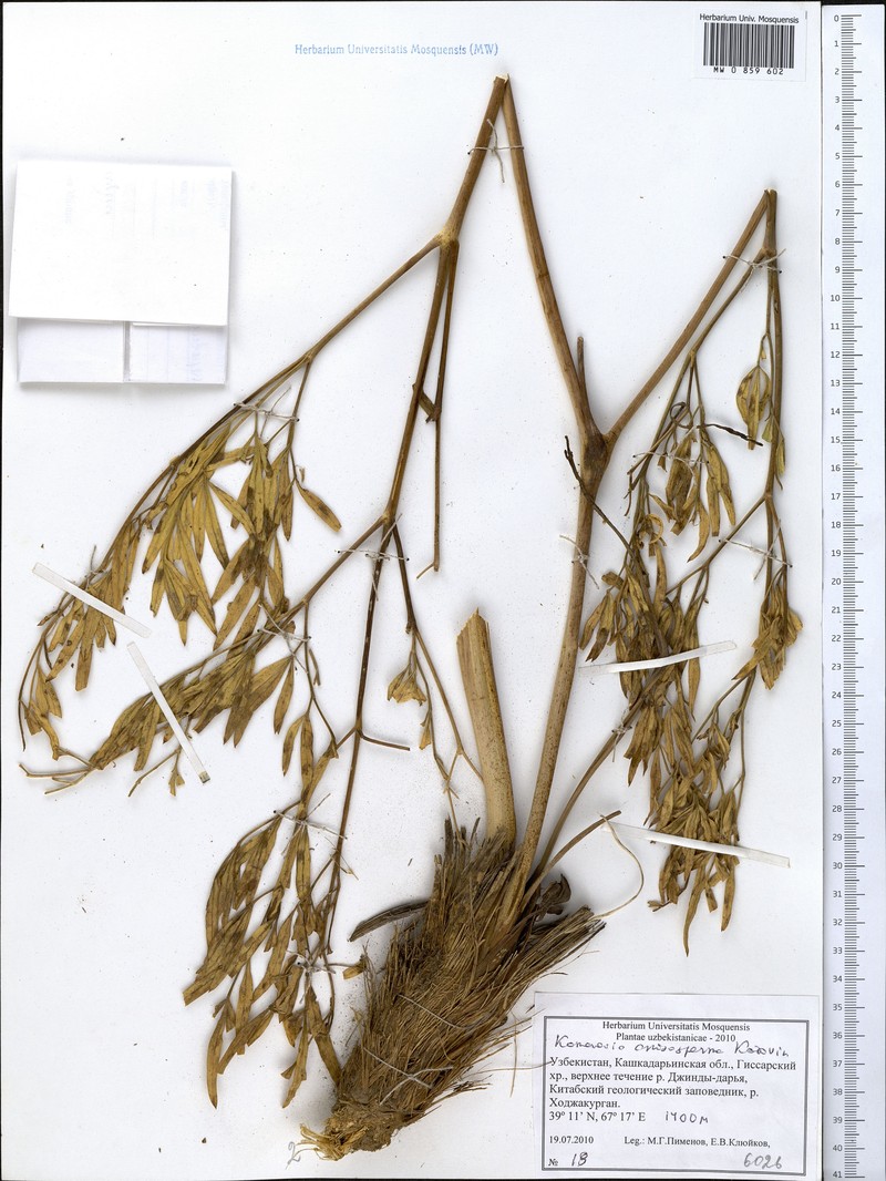 Komaroviopsis anisosperma photo 4