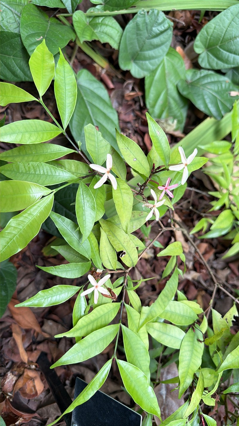 Kopsia obscura