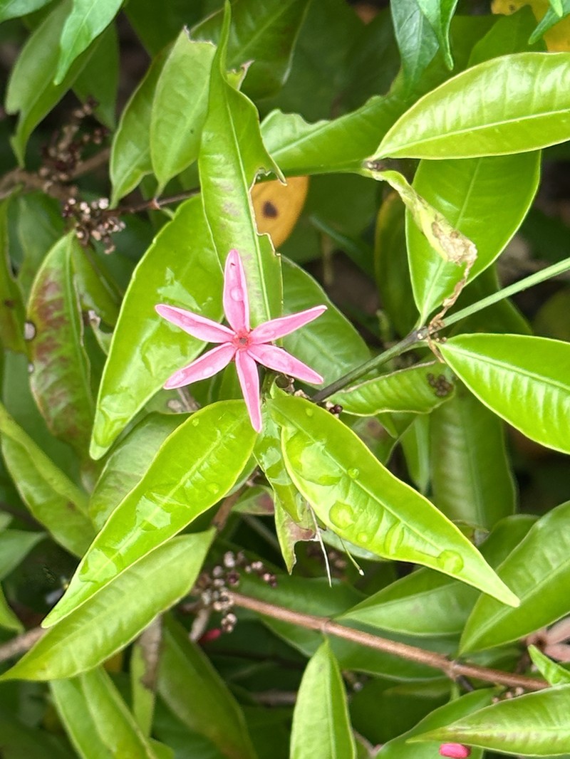 Kopsia obscura photo 2