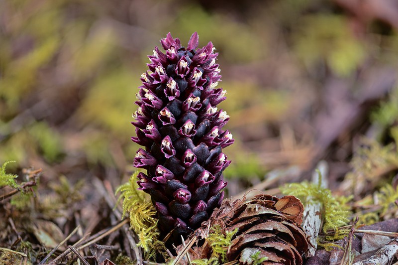 Vancouver Groundcone