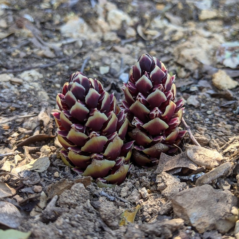 California Groundcone