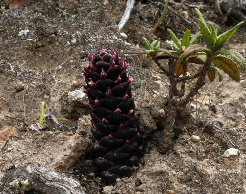 California Groundcone photo 2