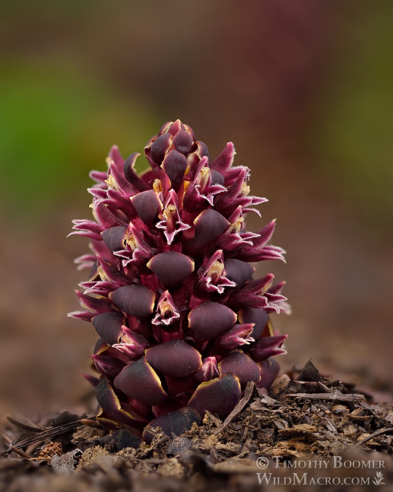 California Groundcone photo 3