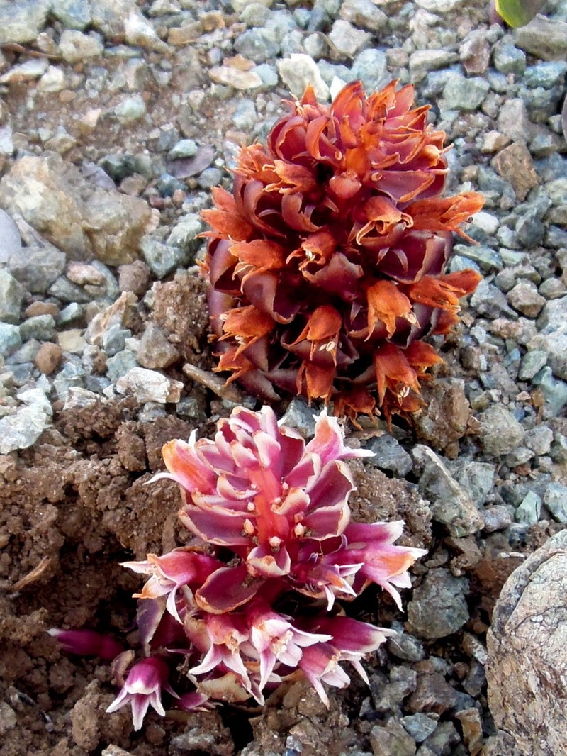 California Groundcone photo 4