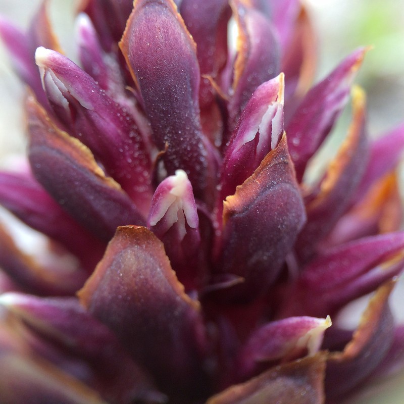 California Groundcone photo 5