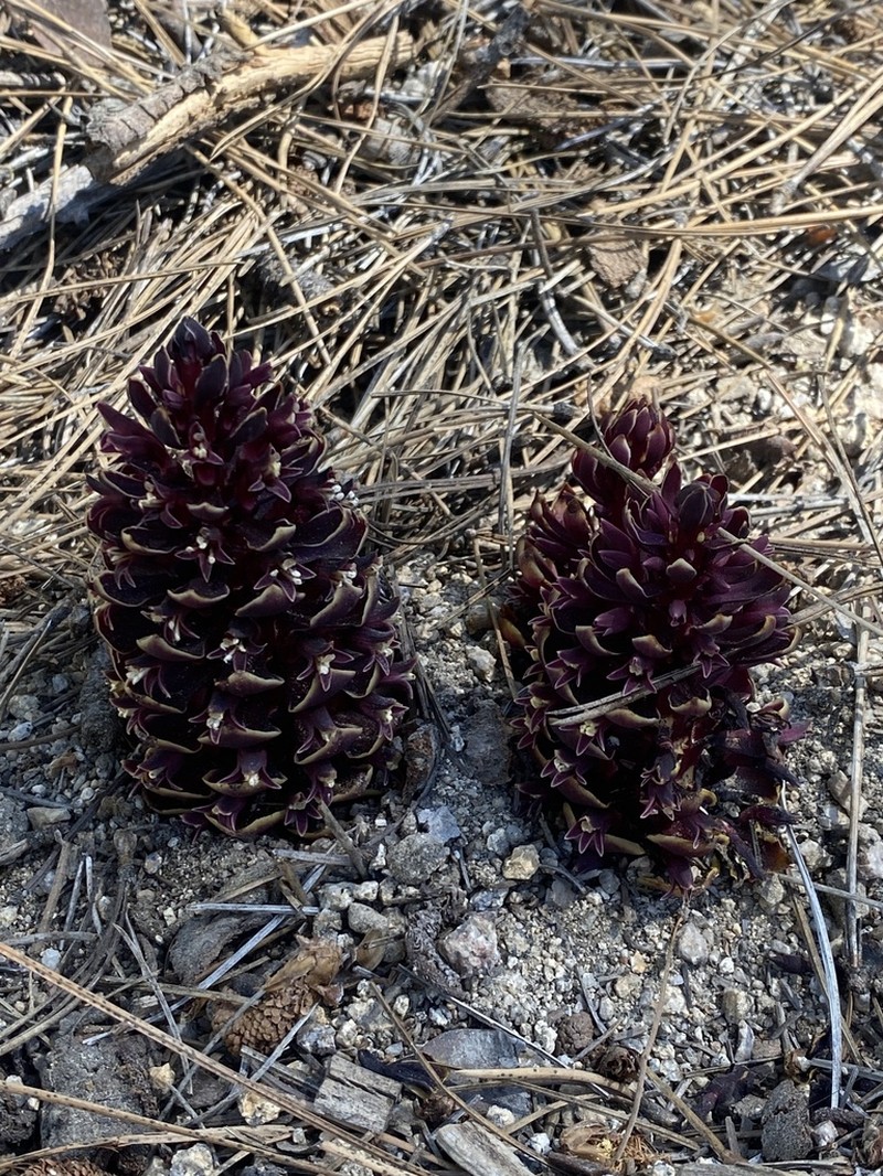 California Groundcone photo 7