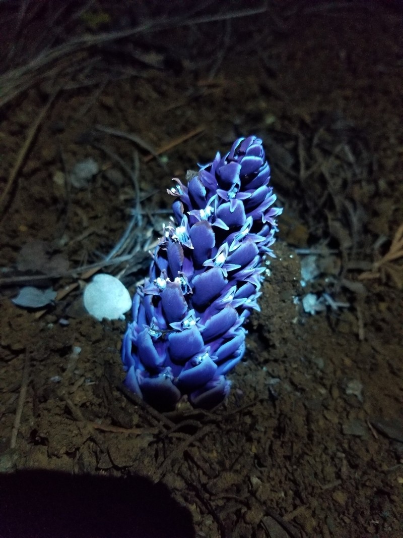 California Groundcone photo 8