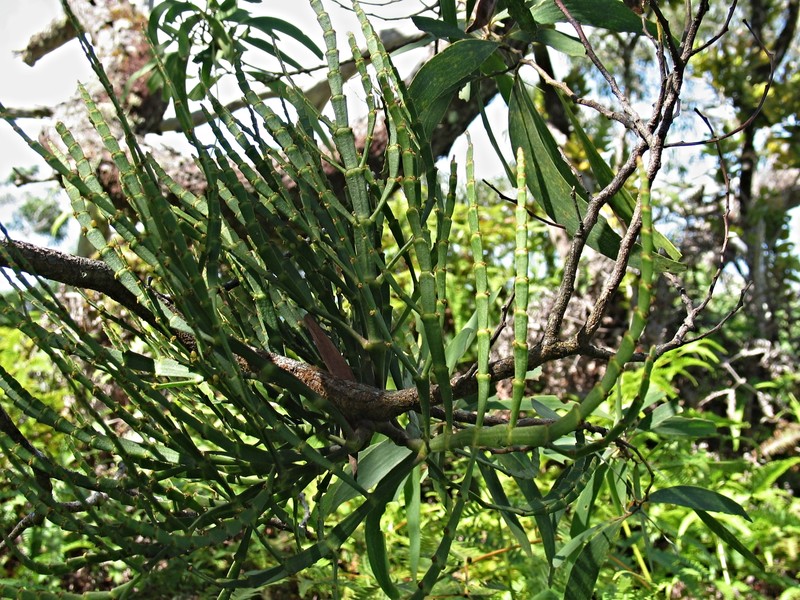 Kaumahana photo 2
