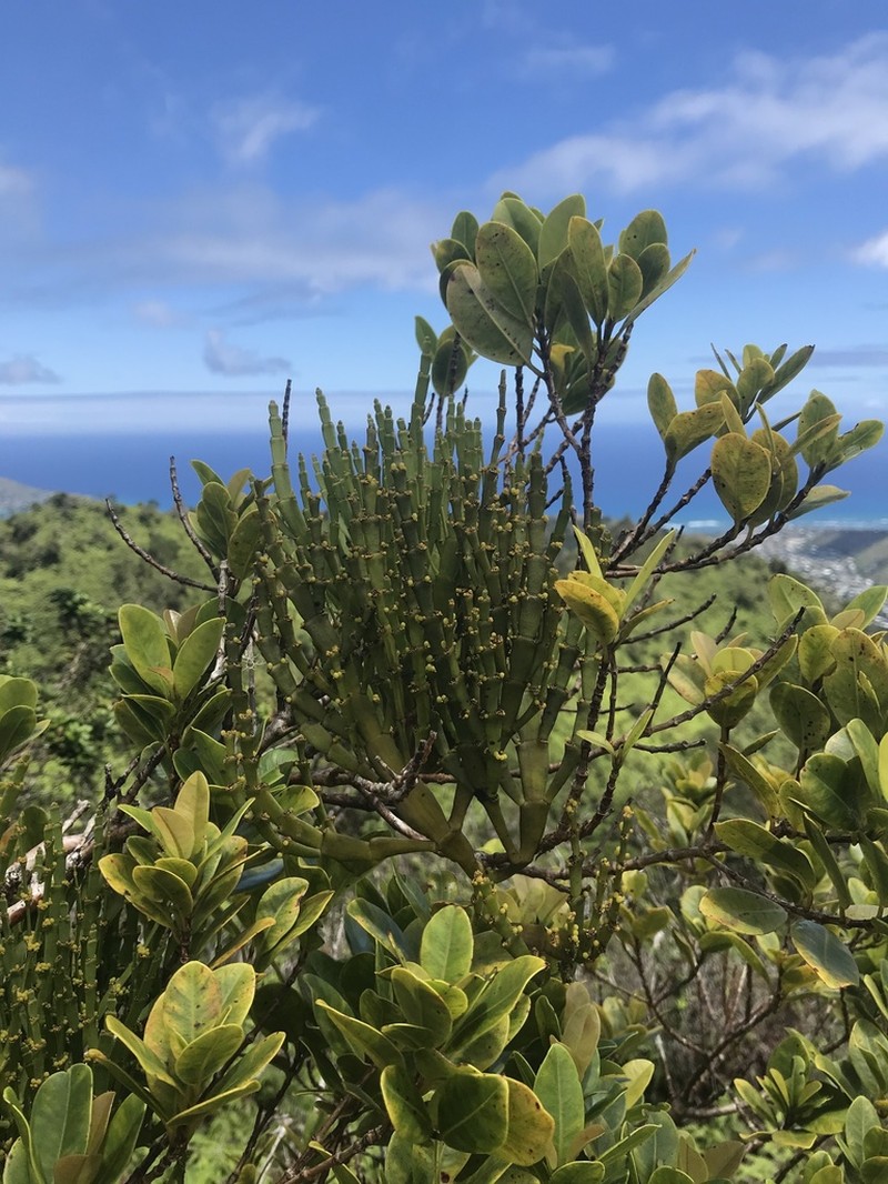 Kaumahana photo 7
